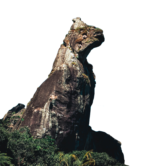 cao-sentado